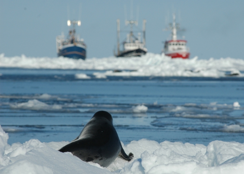 GULF OF ST. LAWRENCE, March 2005. Three sealing vessels wait for the opening day of Canada's commercial seal hunt.  This harp seal will most likely be clubbed for his skin during the hunt. Each year, hundreds of thousands of seals are clubbed and shot to death in Canada for their fur. This annual commercial seal hunt is the largest slaughter of marine mammals in the world.