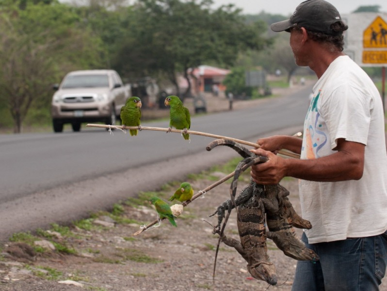 Parrots and iguanas are sold on the side of the road on the Pan-American highway.As part of its ongoing effort to reduce the impact of illegal wildlife trade, Humane Society International collaborated with the Fundación Amigos del Zoológico Nicaragüense (FAZOONIC), and the U.S. State Department to establish new facilities for the rescue center that rehabilitates confiscated wildlife in Nicaragua. The new facilities, located on the outskirts of the capital city of Managua, opened in June  2011 and receives about 1,000 animals  a year.