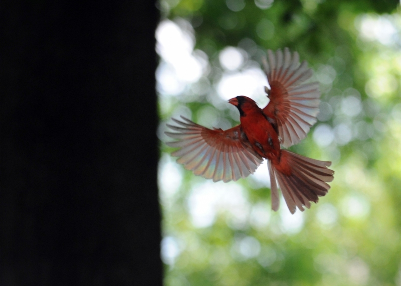 cardinal-male.jpg
