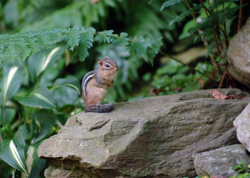 (SUMMER 2009) A series of photos of urban wildlife in my backyard.