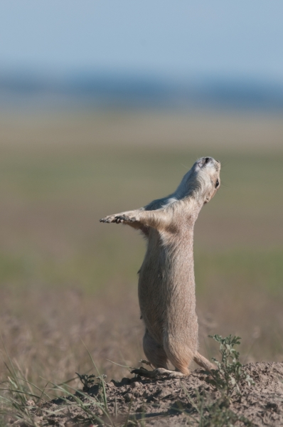 The U.S. Forest Service and the Prairie Dog Coalition relocate prairie dogs from shooting and poisoning zones into protected areas on Thunder Basin National Grassland in Wyoming. The HSUS relocates prairie dogs on Thunder Basin National Grasslands.