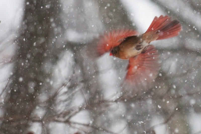 Various images of birds in the wild. birds, wildlife