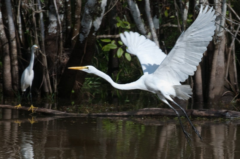 Great egret photographed at the Everglades.birds, wildlife, wading bird, Everglades,
