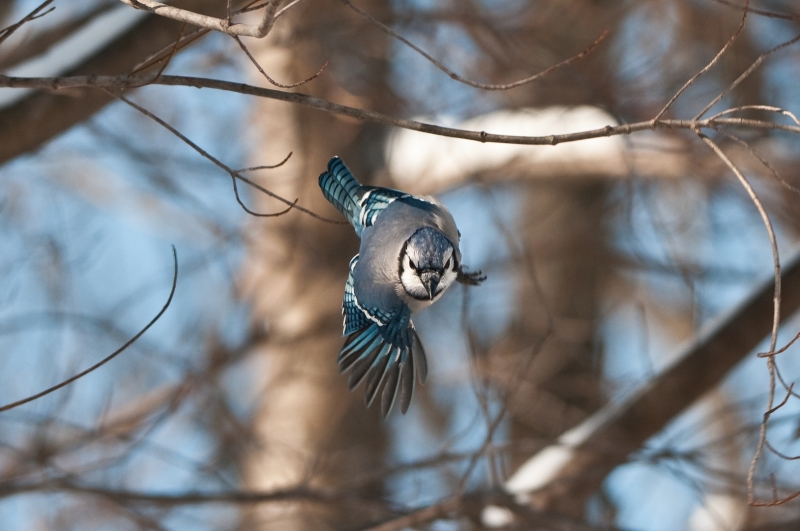 Various images of birds in the wild. Blue jay during the winter in my backyard.birds, wildlife, winter