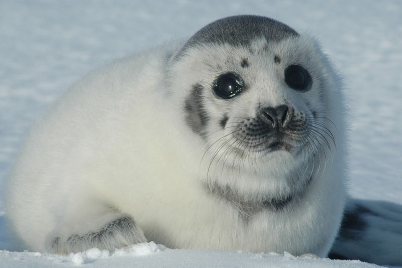 March 2005: The first year HSUS documents Canada's annual harp seal hunt.As soon as newborn (also known as "whitecoat") harp seals begin to shed their white coats, as young as 12 days of age, they can be legally killed in Canada. Baby seals that are shedding their white coats are called "ragged jackets" and thousands of them are killed each year.