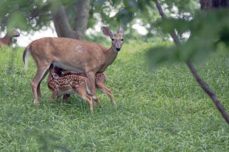 deer-familyDSC_3961