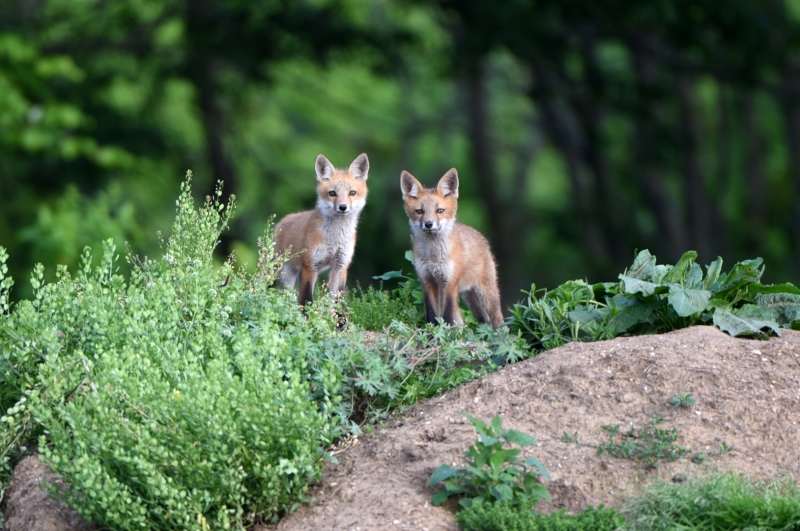 foxes_DSC_0359
