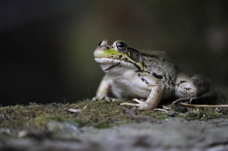frog_DSC8797-2
