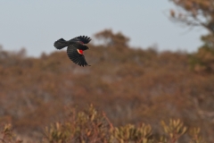 Red-winged blackbird at Assateague Island National Seashore.